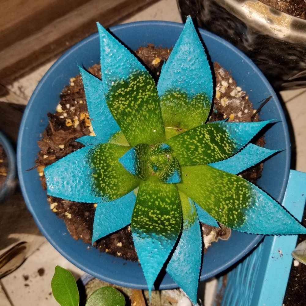 Tipped/ Painted Aloe Vera Plant